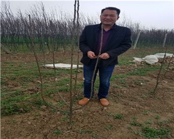 南陽客戶服務柱狀蜜梨的修剪技術(shù)指導